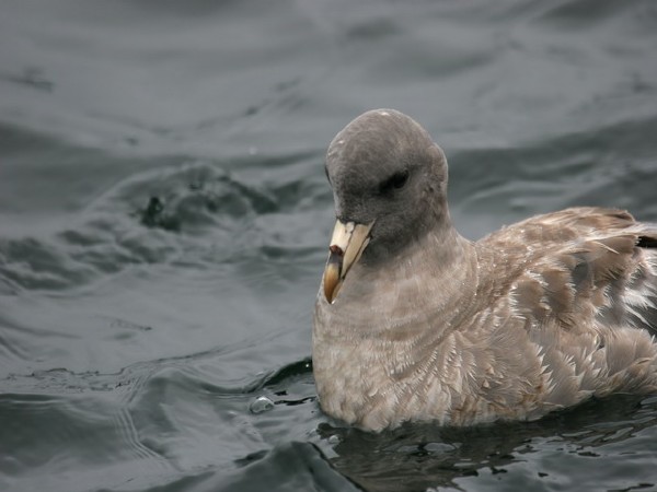 Northern Fulmar